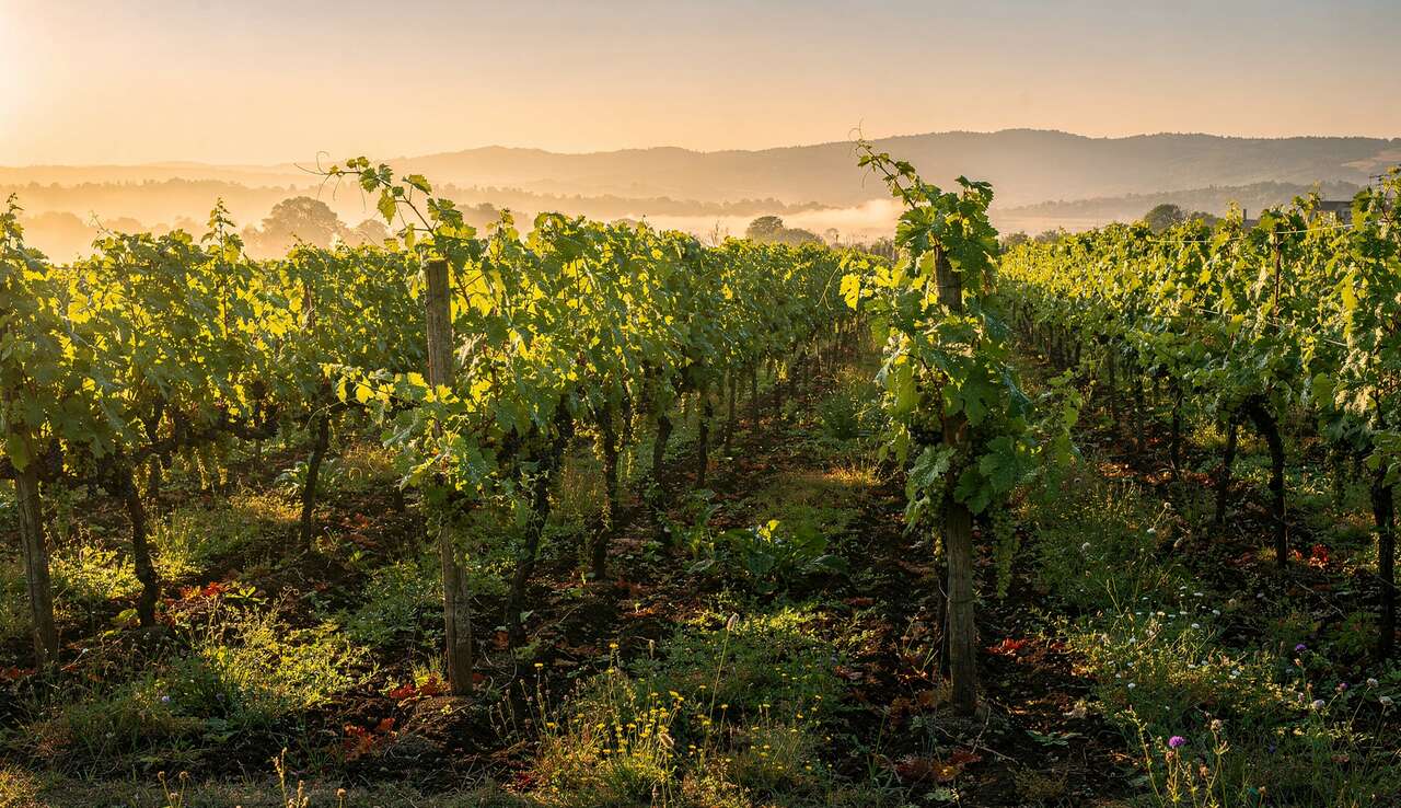 Qu'est-ce que la biodynamie ?