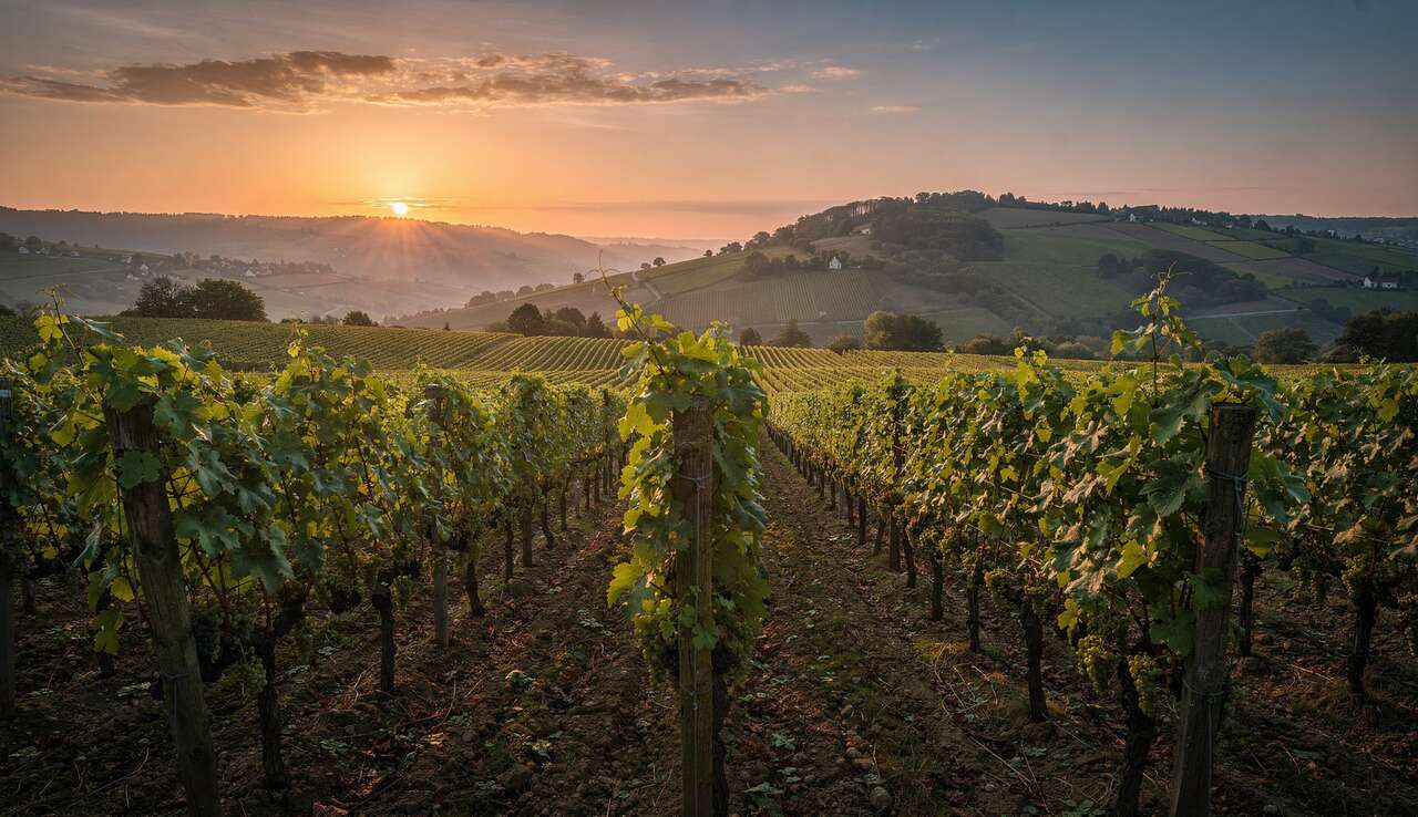 Principaux c&eacute;pages de l'appellation