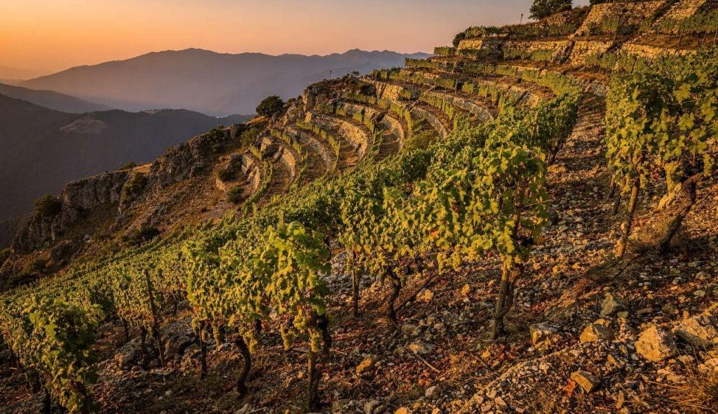 Comment l'altitude influence-t-elle le vin ?