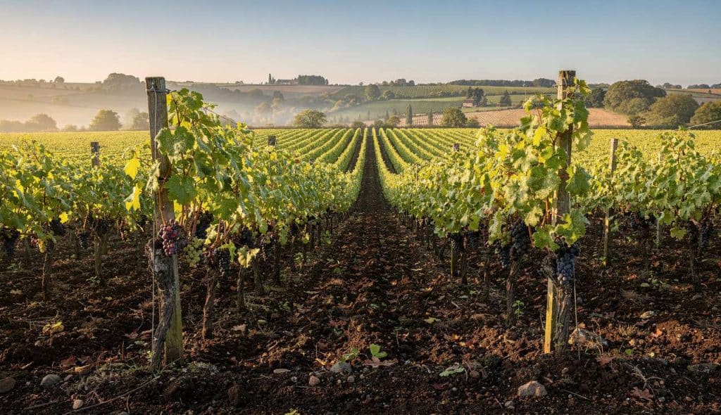 L'avenir de la viticulture française : quels enjeux ?