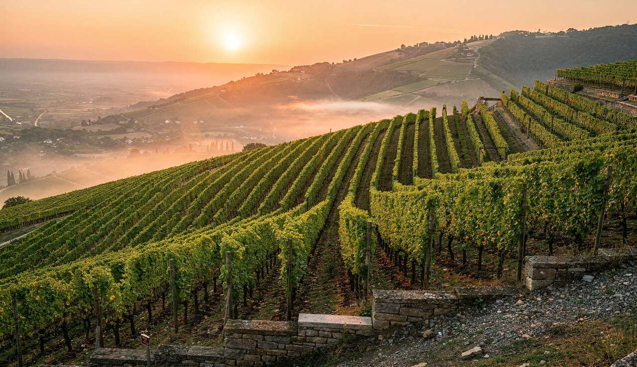 Appellation Côte-Rôtie : découverte et Dégustation