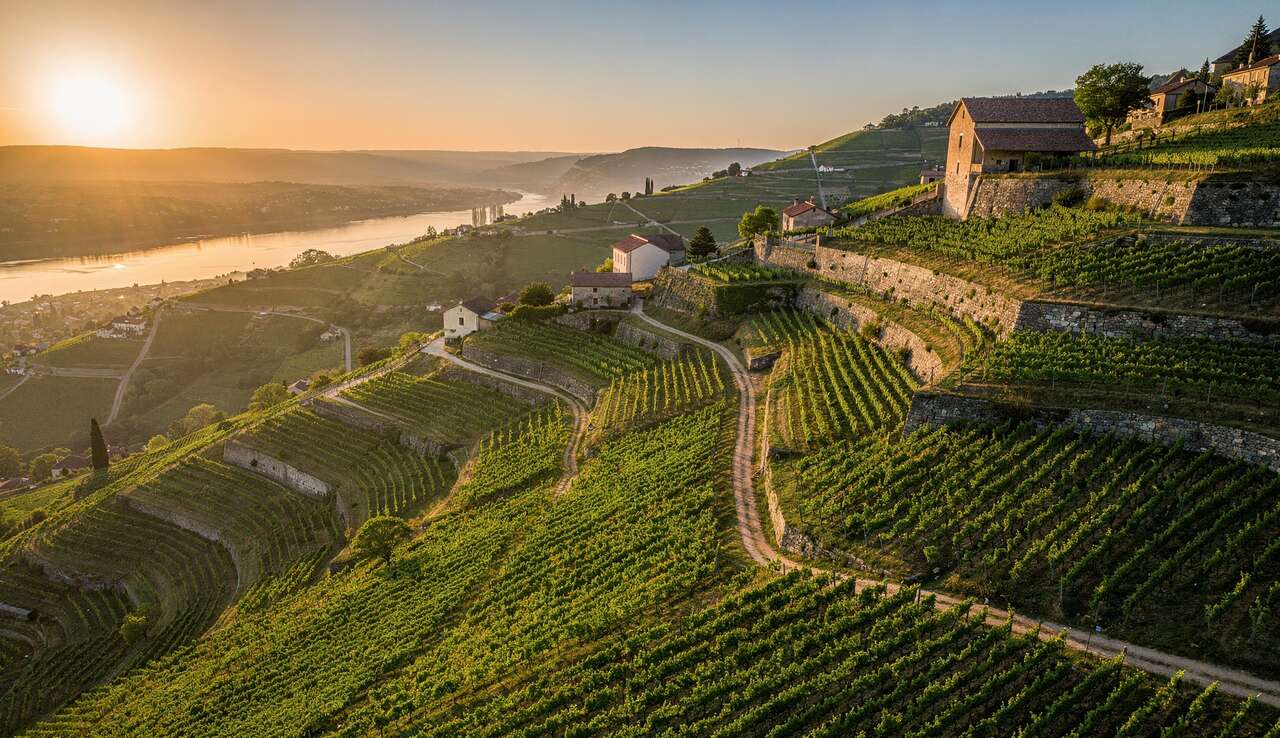 Visite des caves et vignobles incontournables