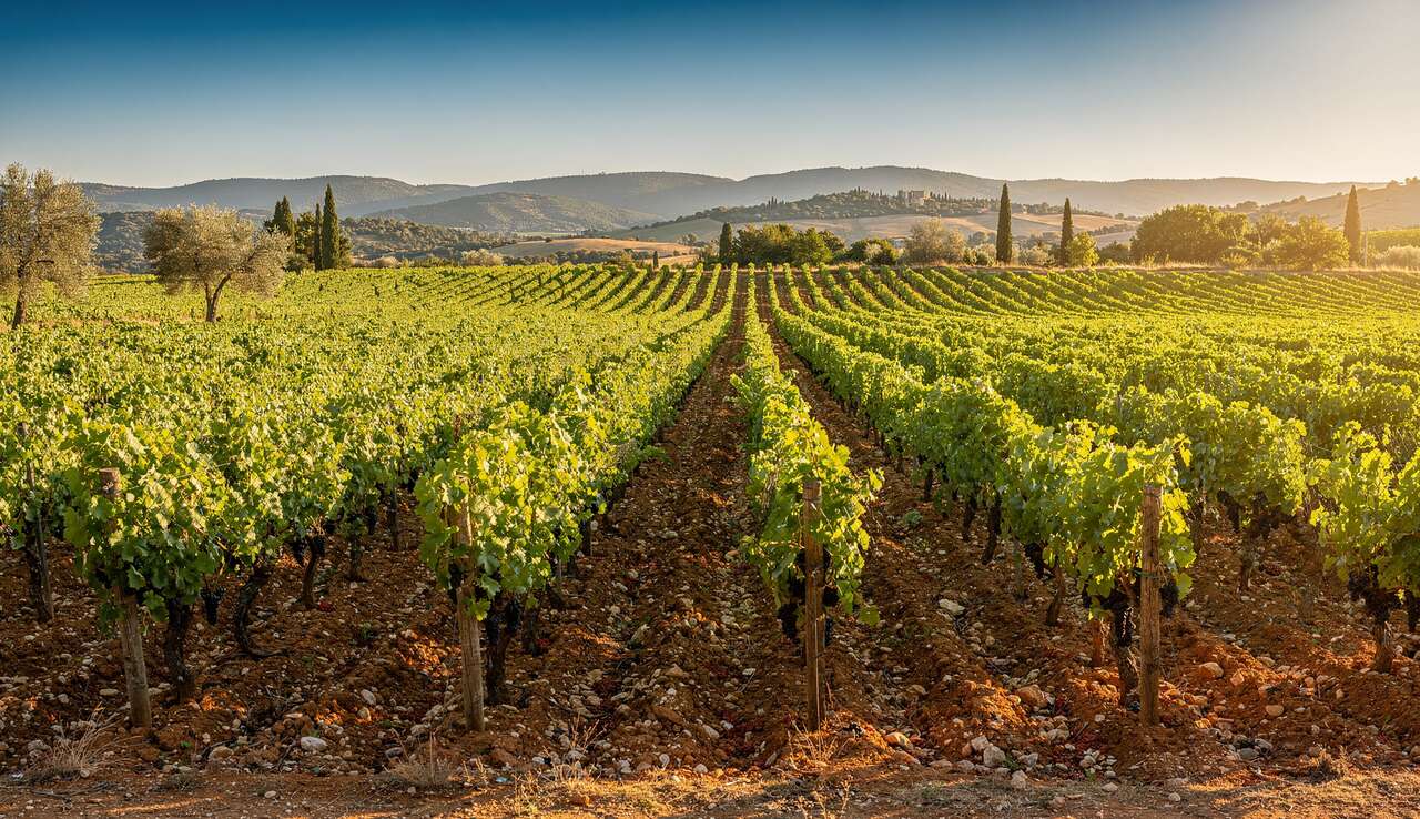 Domaines viticoles d'exception à découvrir Domaines viticoles d'exception à découvrir