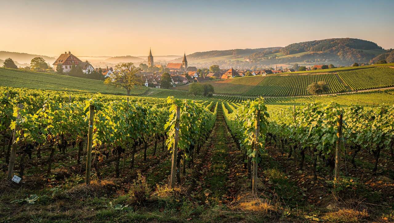 Les c&eacute;pages embl&eacute;matiques de la r&eacute;gion