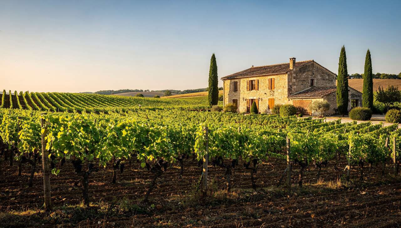 Visite guid&eacute;e du domaine pardon & fils : immersion au c&oelig;ur des vignes