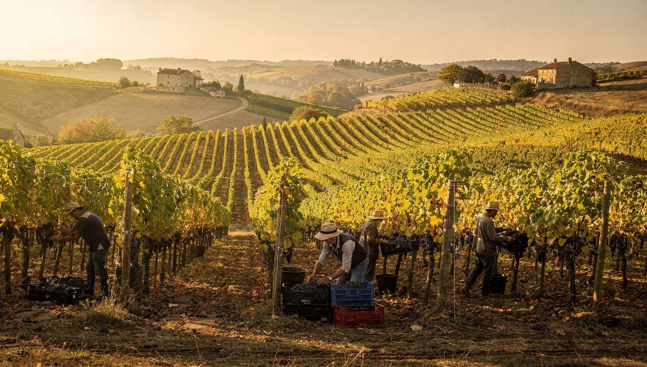 &eacute;v&eacute;nements et actualit&eacute;s du domaine pardon & fils en beaujolais
