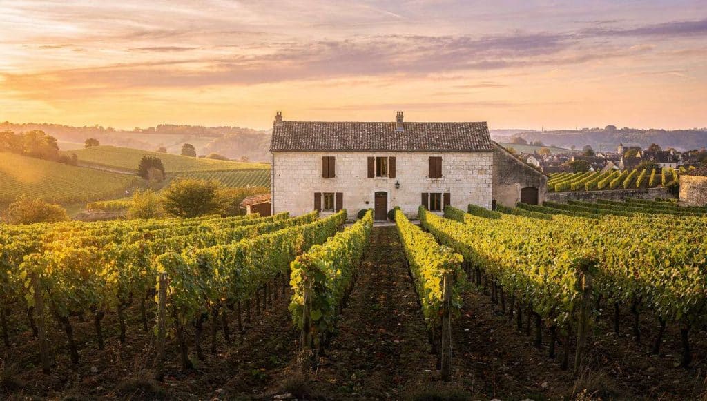 Les vins de Meursault : présentation et caractéristiques