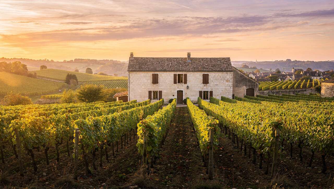 Les vins de Meursault : présentation et caractéristiques