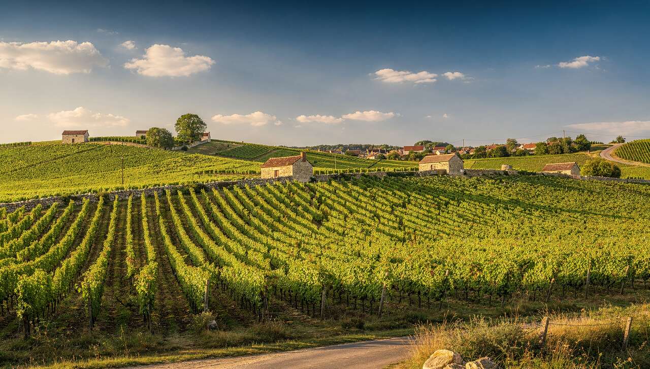 Œnotourisme sur la Route des Vins de la Côte Chalonnaise et du Couchois