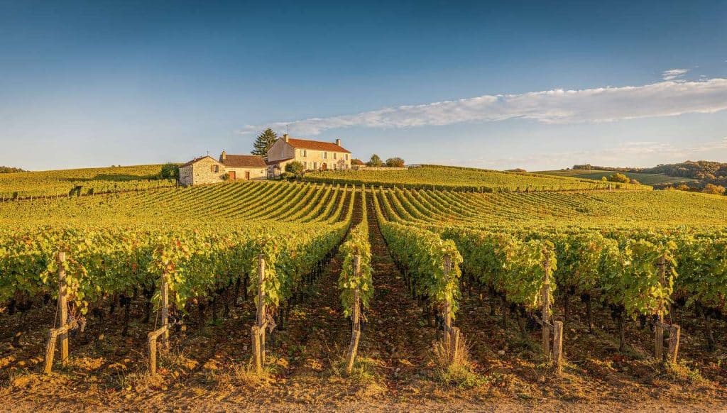 Découverte des Vins de Bourgogne : guide du Vignoble