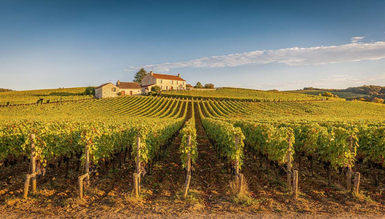 Découverte des Vins de Bourgogne : guide du Vignoble