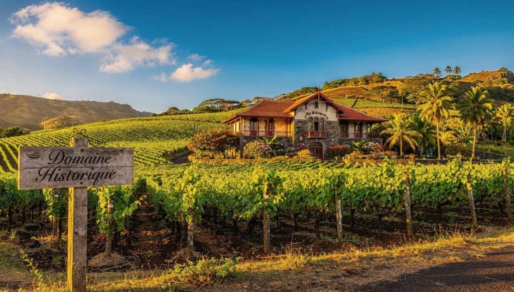 Vignobles et Vins de l'Île de la Réunion : découverte Viticole