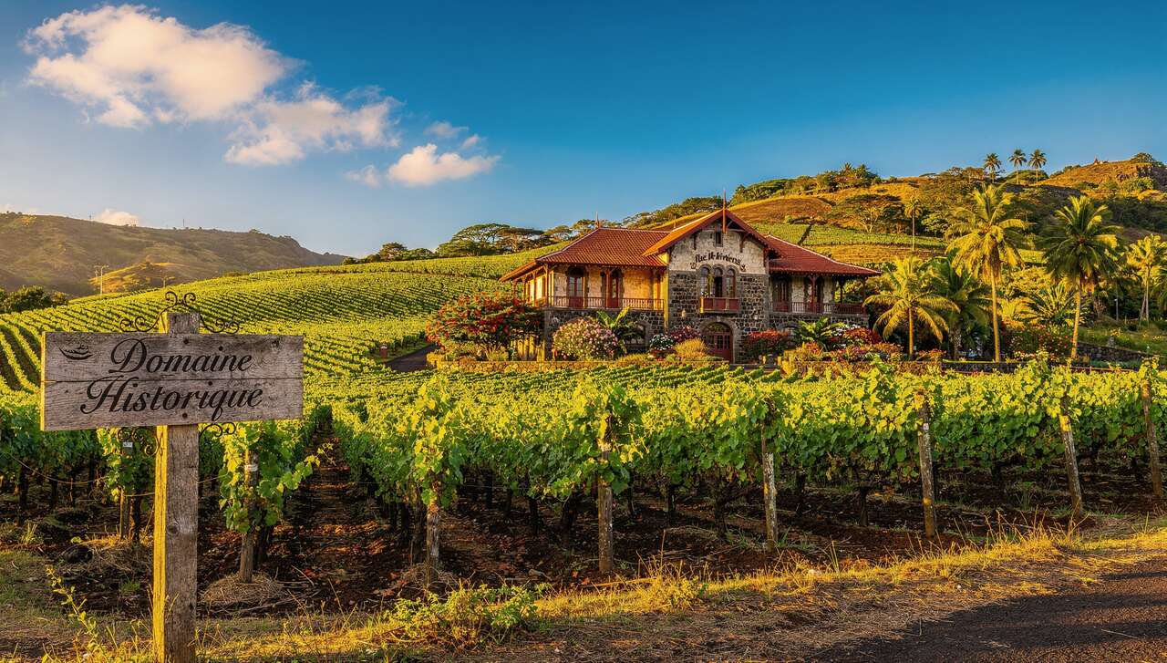 Vignobles et Vins de l'Île de la Réunion : découverte Viticole