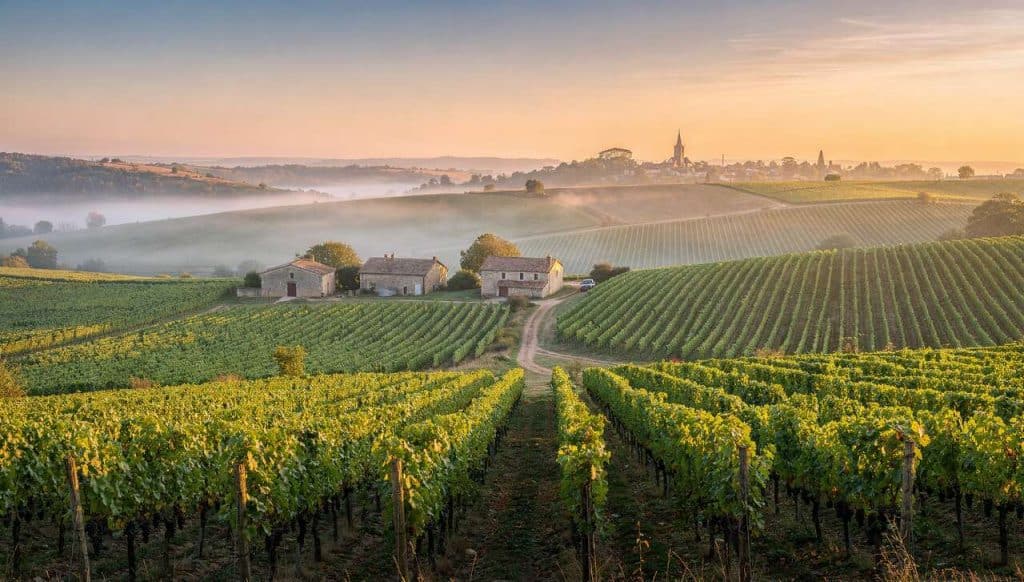 Scission du vignoble du Beaujolais : enjeux et perspectives