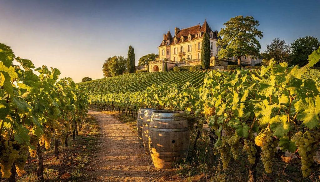 Succès des vins blancs de Bourgogne