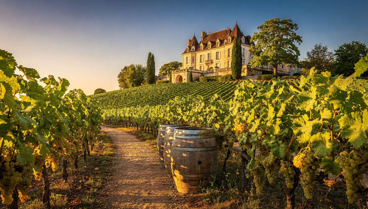 Succès des vins blancs de Bourgogne