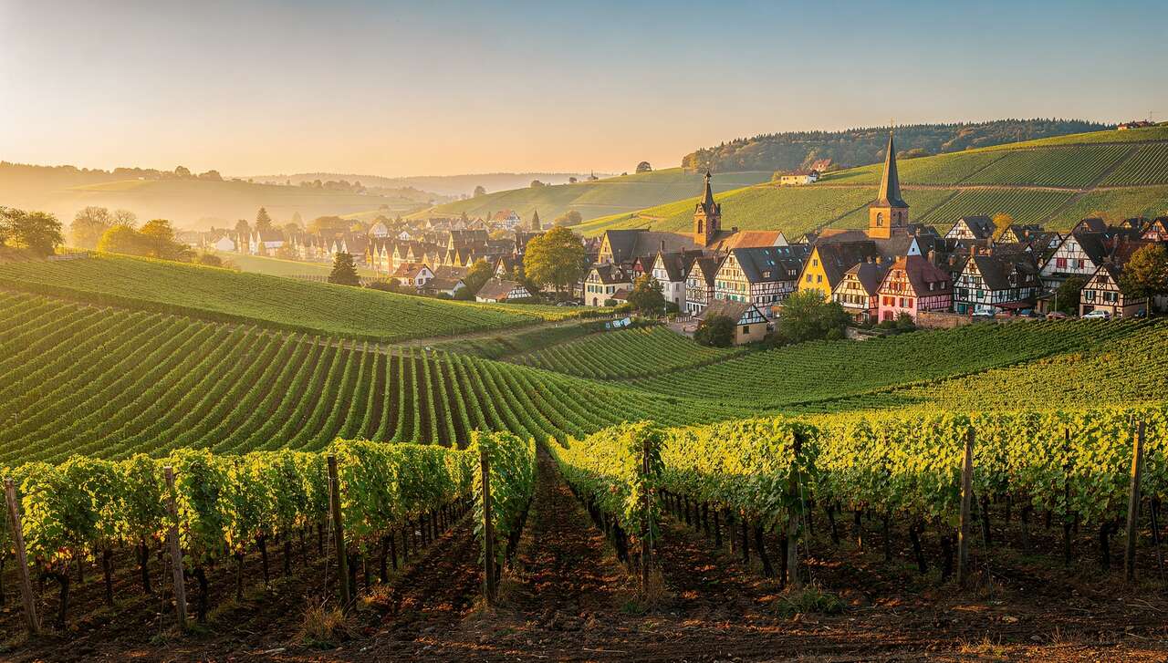 Séjours œnologiques en Alsace : découvrez les vignobles et leurs vins