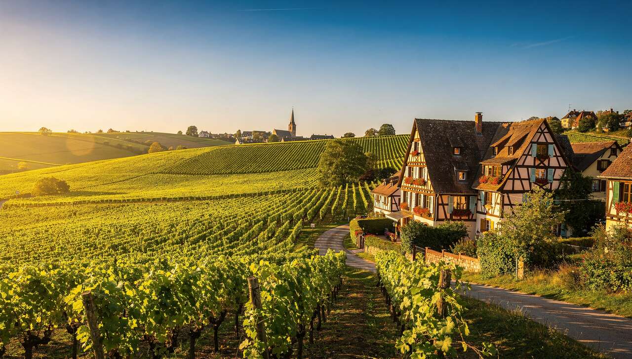 Dégustations uniques sur la Route des Vins d'Alsace