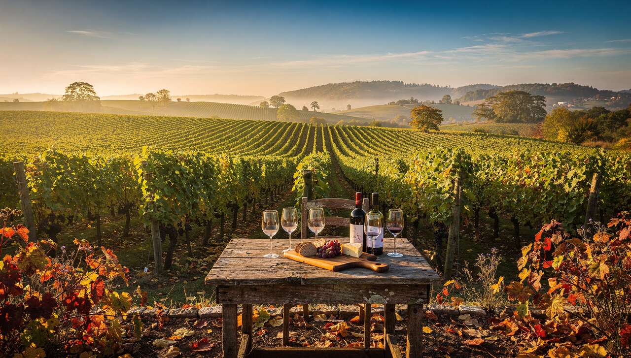 Les meilleures destinations pour un voyage viticole
