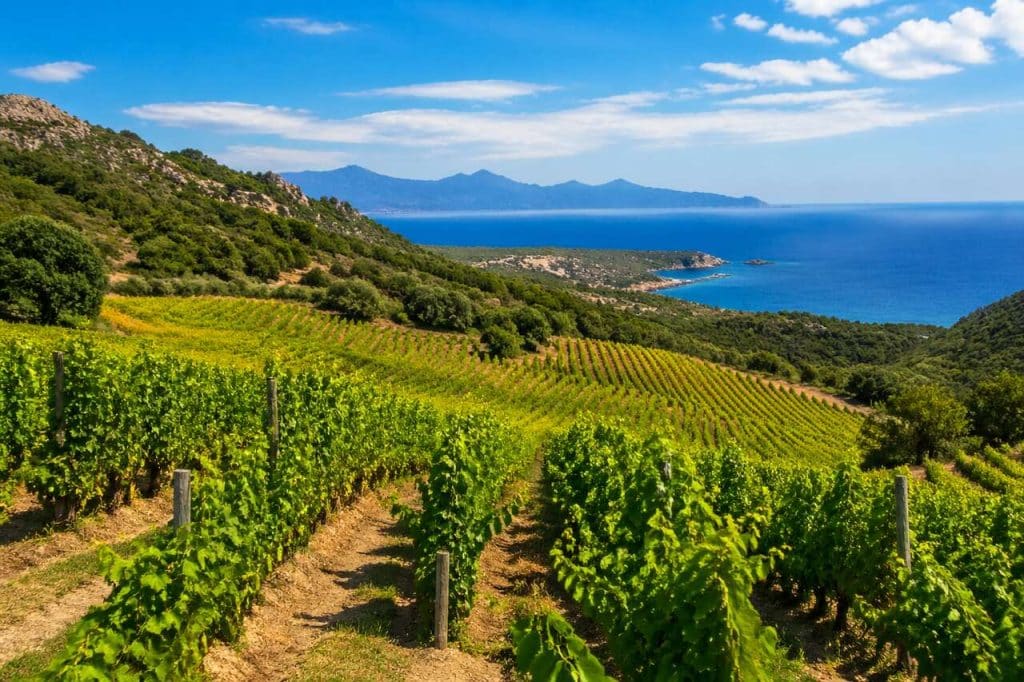 Route des vins de Corse : découvrez les trésors viticoles corses