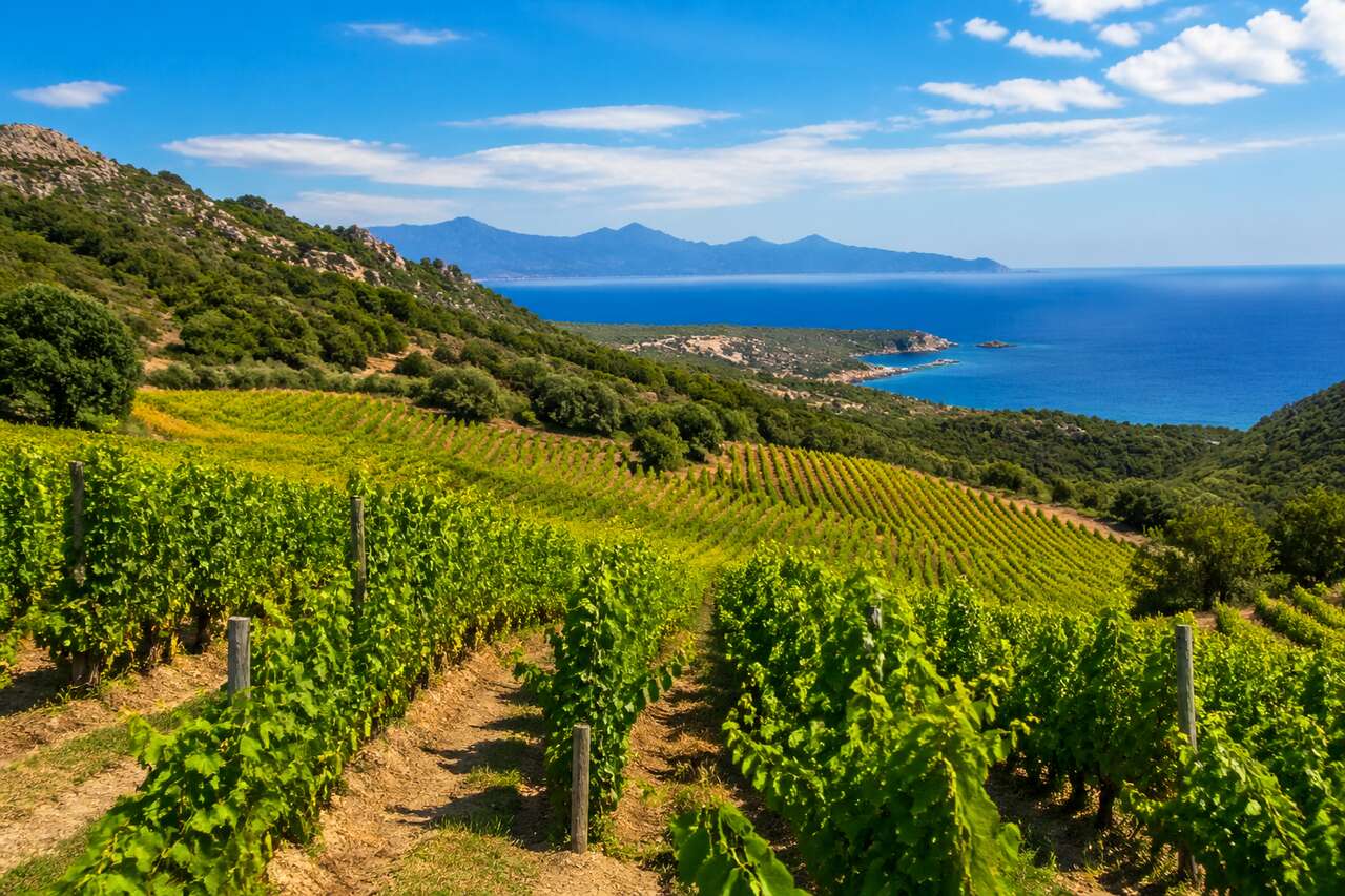 Route des vins de Corse : découvrez les trésors viticoles corses