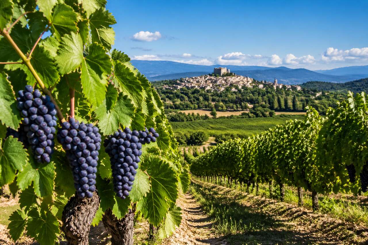 Vins de Grignan-les-Adhémar : découvrez leur richesse aromatique