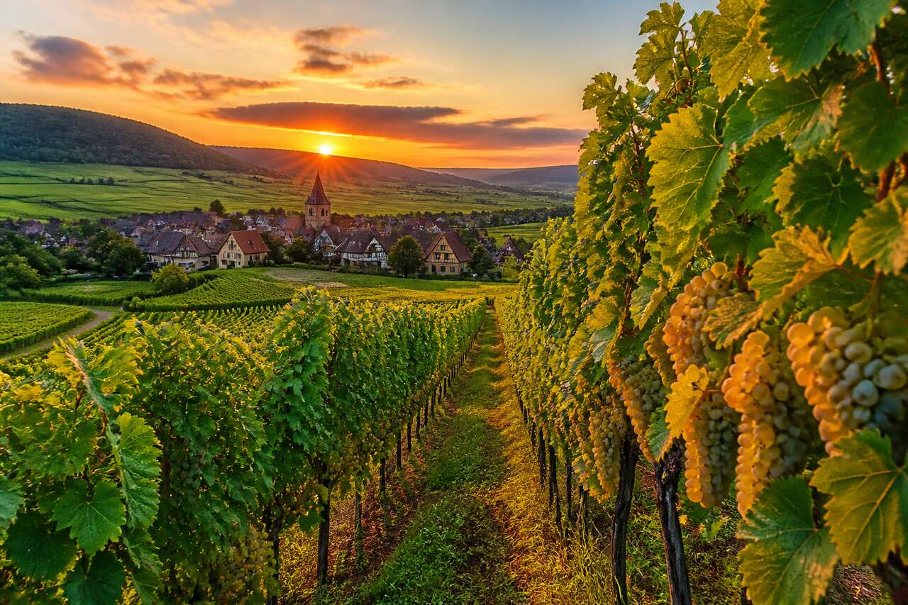 Tout savoir sur le Gewurztraminer