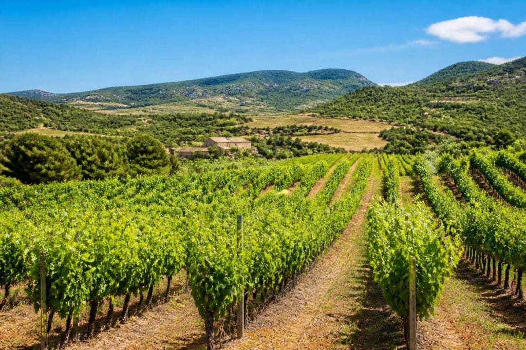 Vins du Languedoc-Roussillon : succès à l'exportation