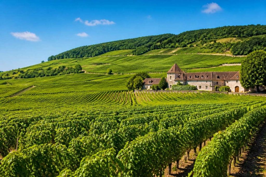 Découvrez les meilleures caves à vin en Bourgogne