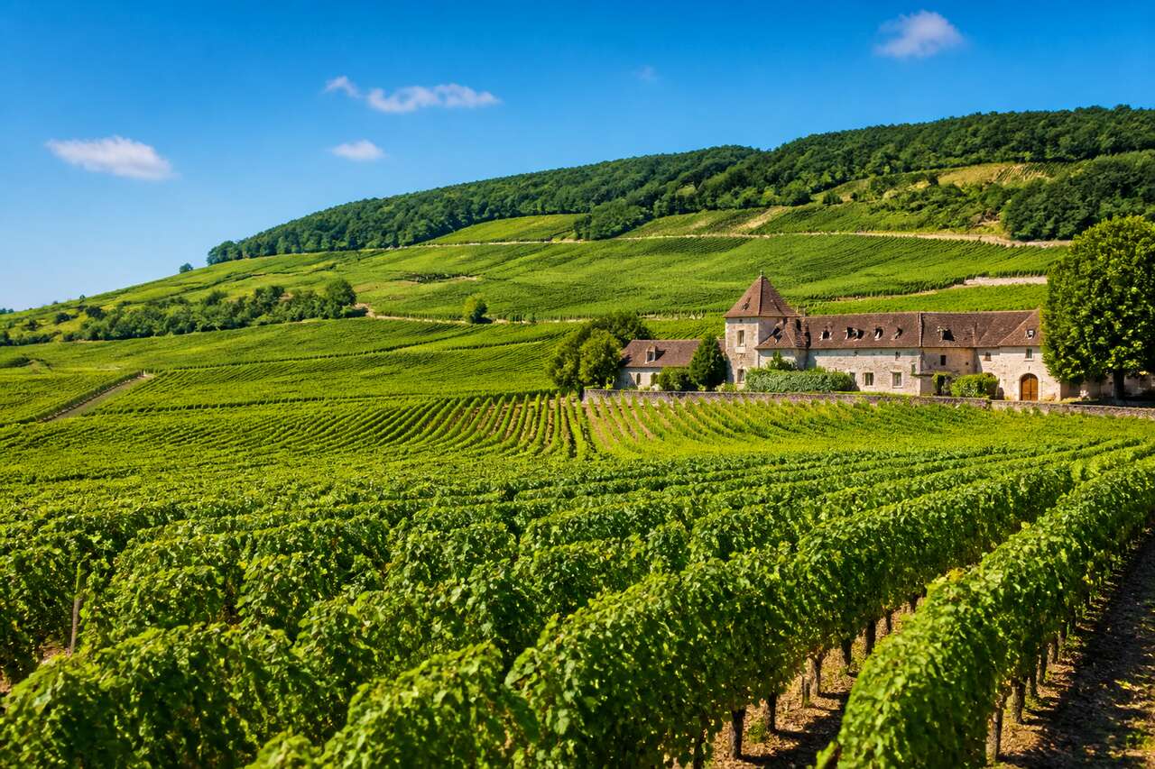Découvrez les meilleures caves à vin en Bourgogne