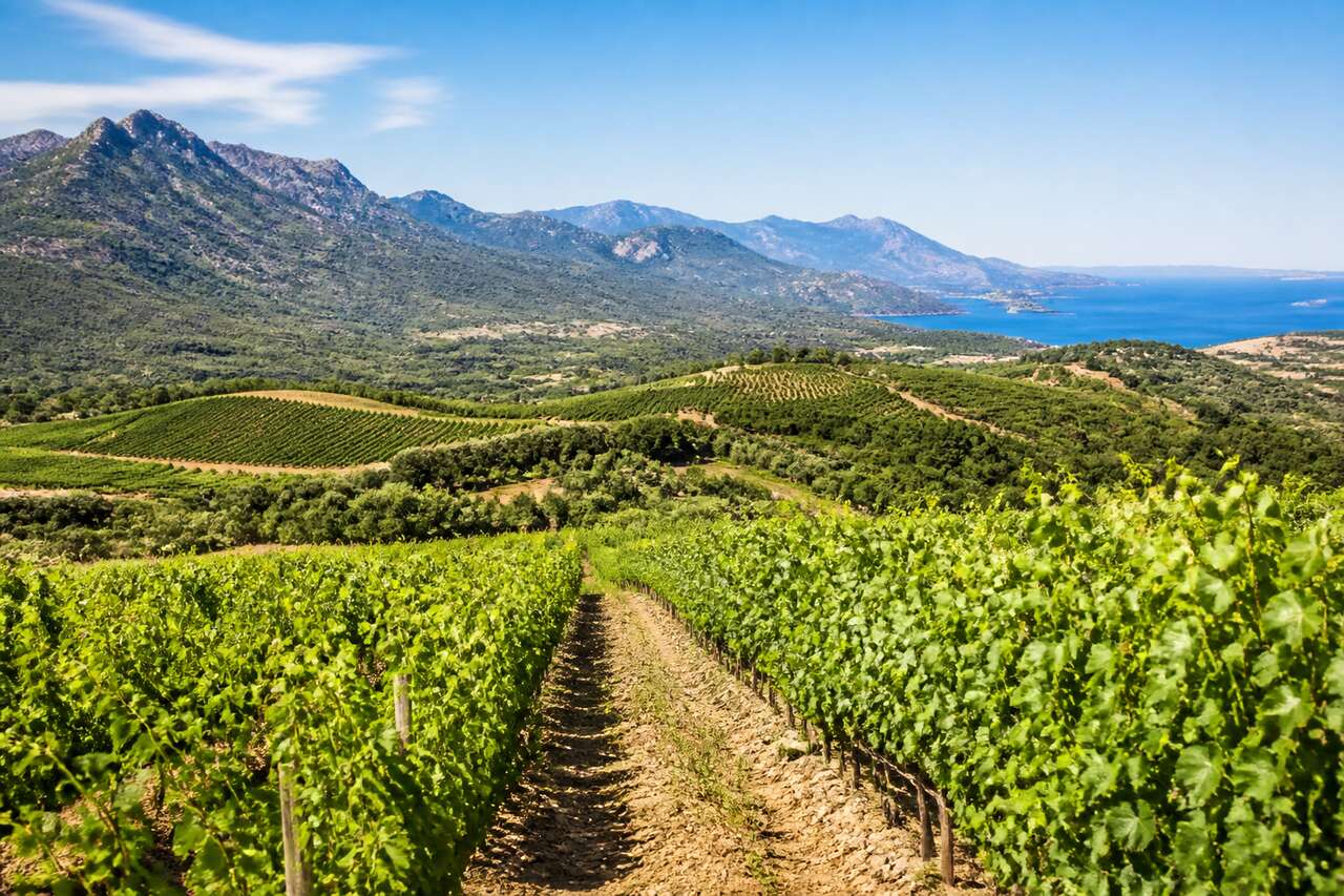 Route des vins de Corse : découvrez les trésors viticoles corses