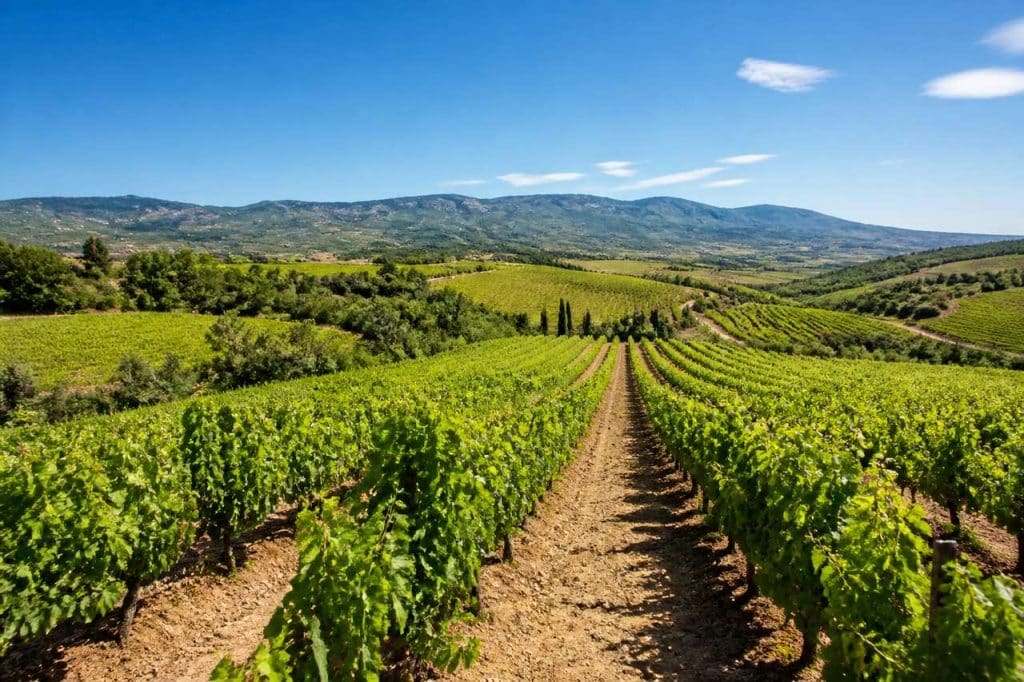 Découvrez le Vignoble du Languedoc-Roussillon
