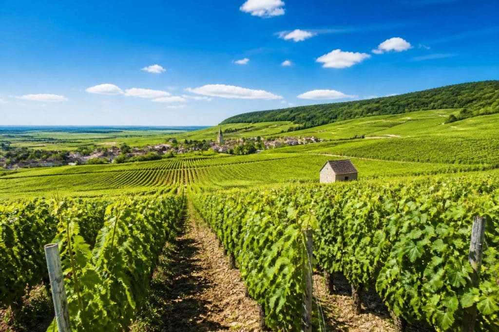 Les climats de Bourgogne : trésor du tourisme viticole