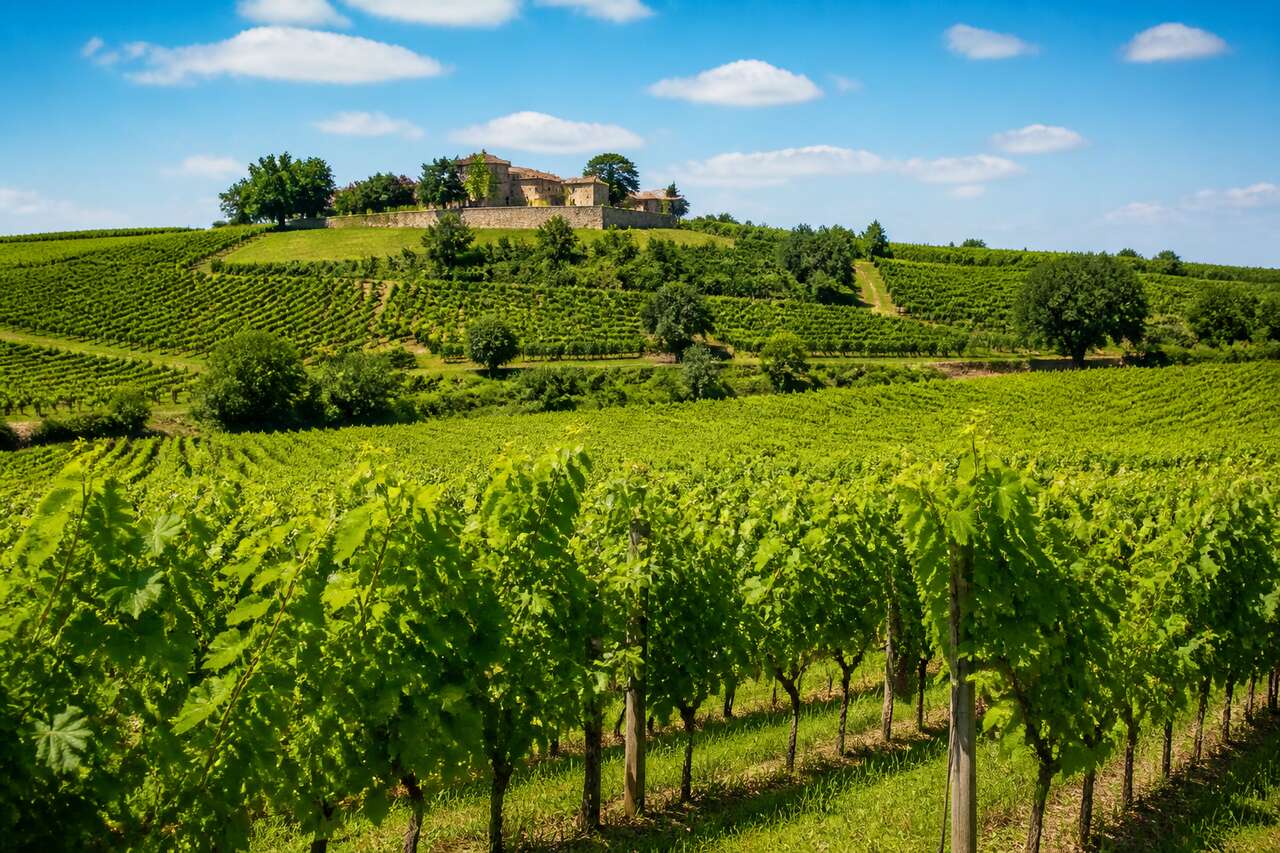 Adresses gourmandes du vignoble bordelais : découvrez les incontournables