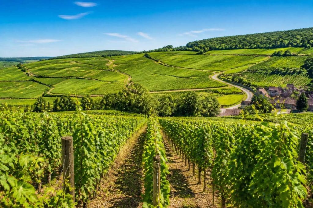 Spécialités culinaires de Bourgogne : découvrez les délices du vignoble