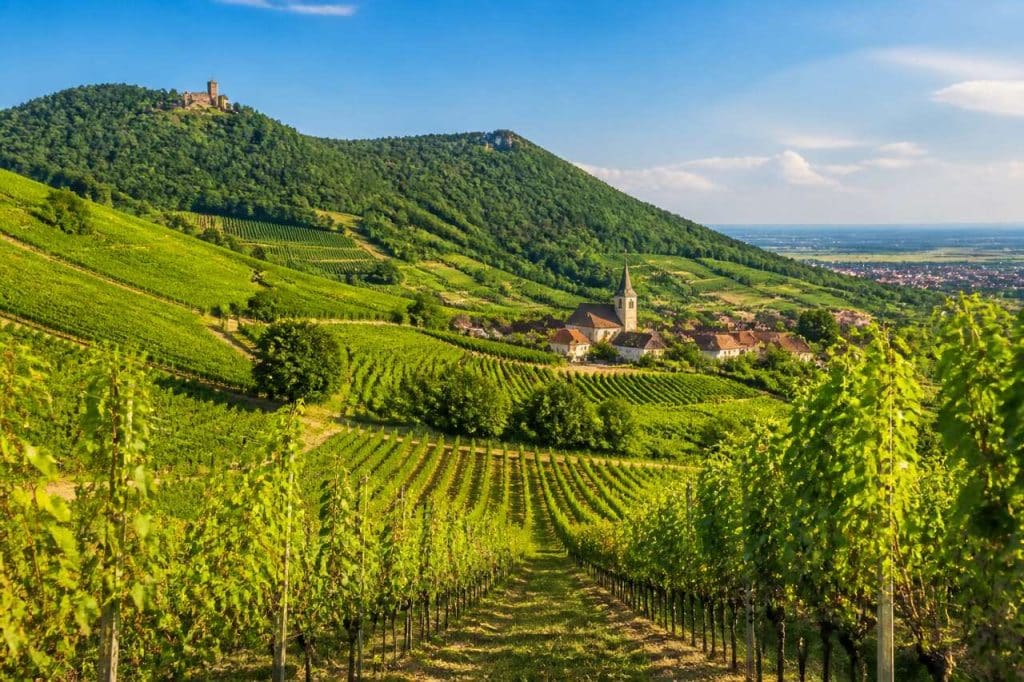 Vignoble en Alsace : découvrez la couronne d'or près de Strasbourg