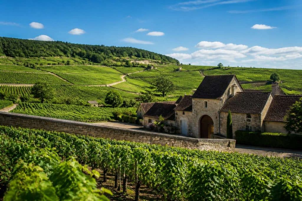 Découverte des Vins de Bourgogne : guide du Vignoble