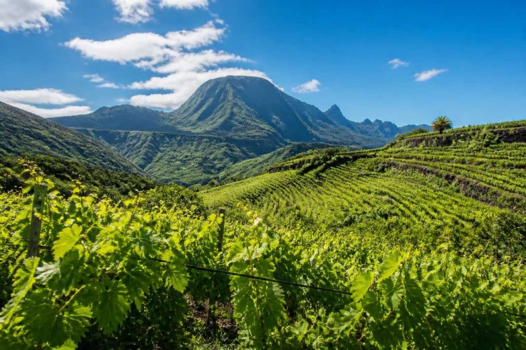 Vignobles et Vins de l'Île de la Réunion : découverte Viticole