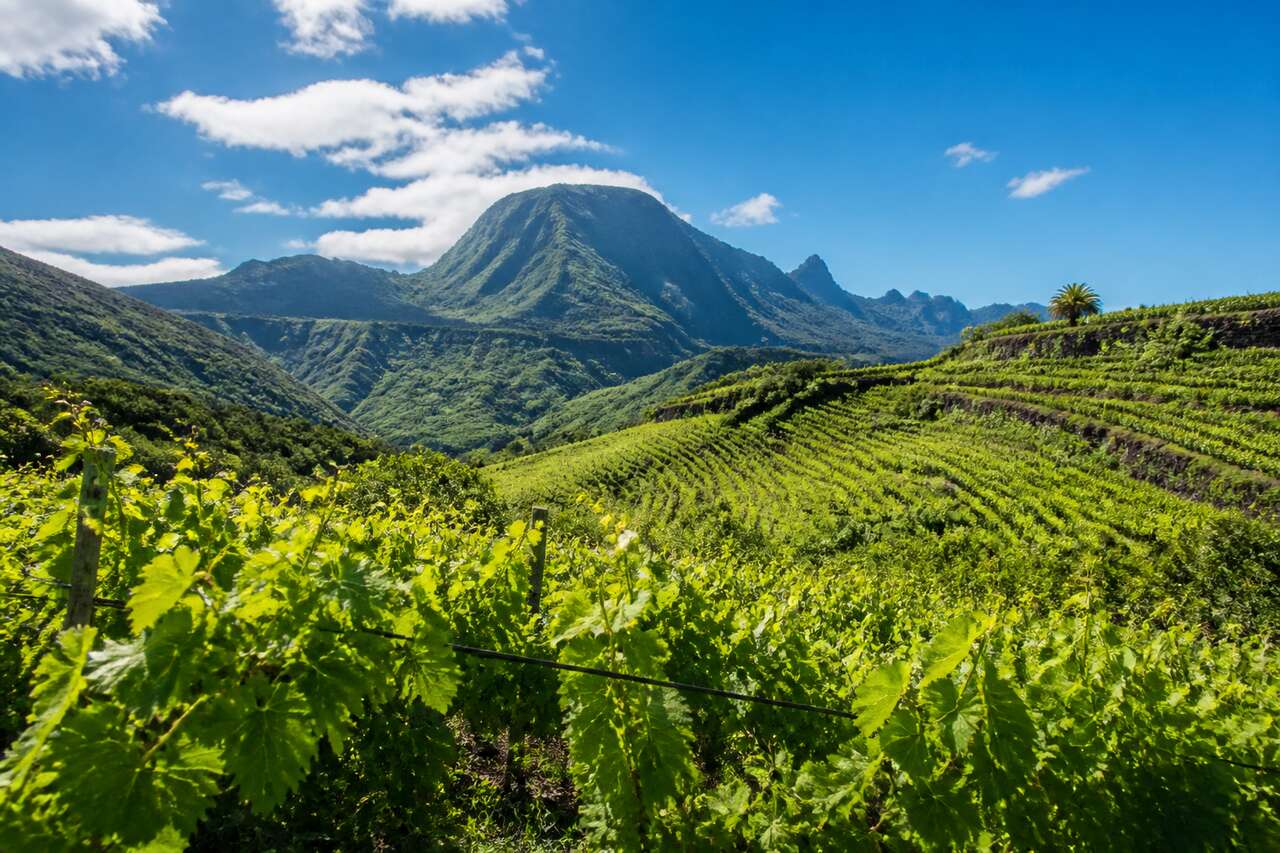Vignobles et Vins de l'Île de la Réunion : découverte Viticole