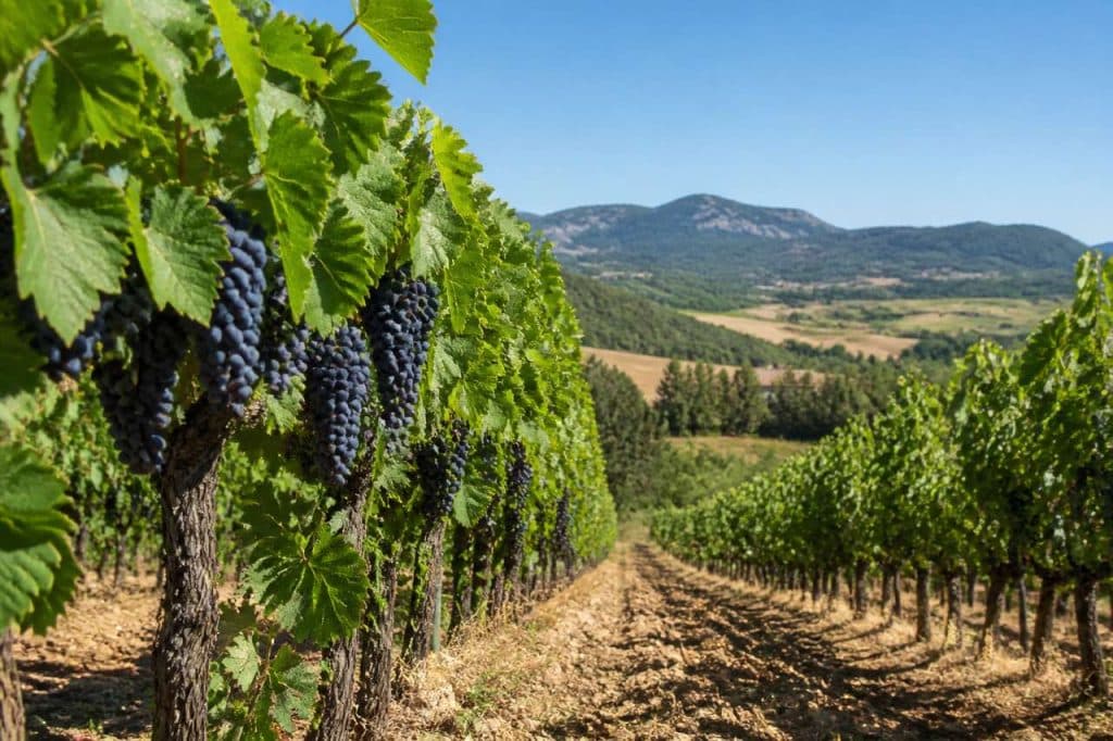 Vins de Grignan-les-Adhémar : découvrez leur richesse aromatique