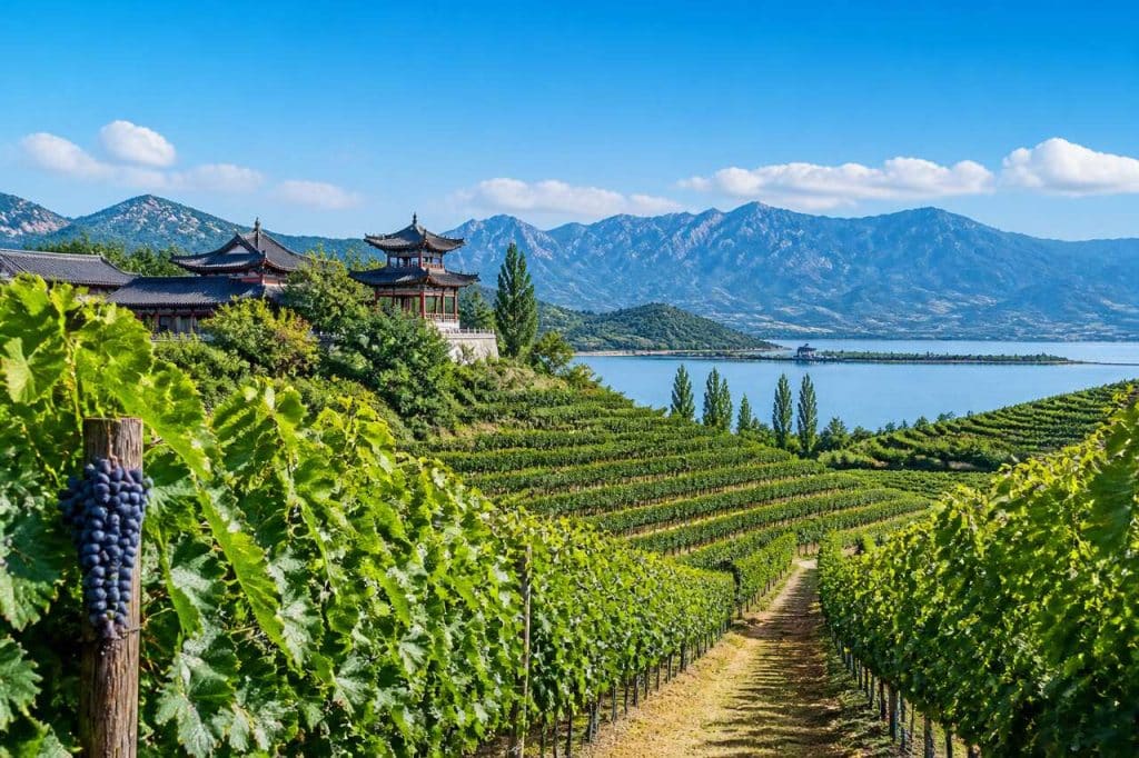 La Chine : 2ème plus grand vignoble mondial