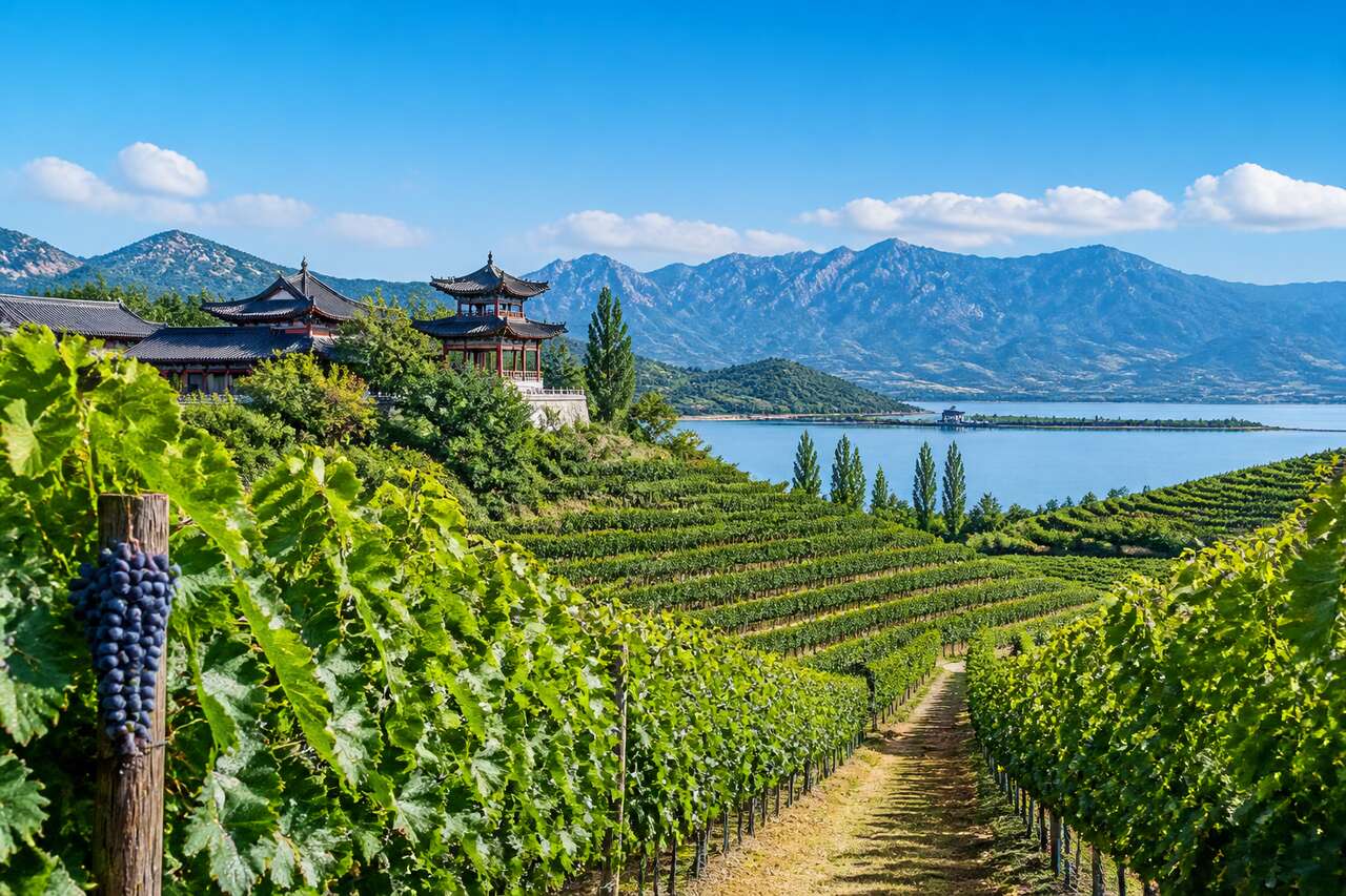 La Chine : 2ème plus grand vignoble mondial