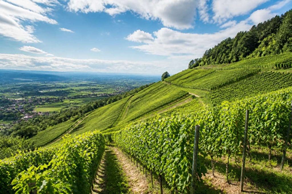 Rangen : découvrez ce grand cru méconnu d'Alsace