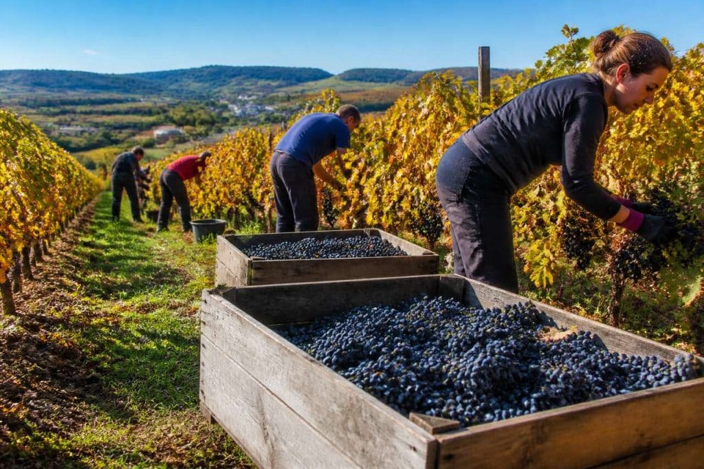 Beaujolais Nouveau : découvrez Tout Ce Que Vous Devez Savoir