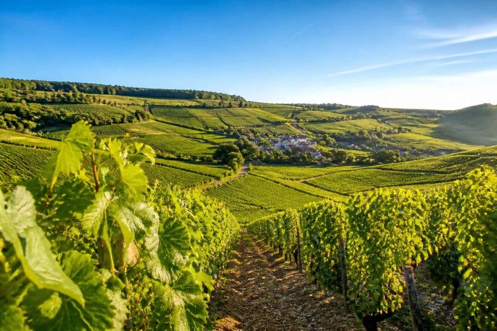 Route des vins de Bourgogne : voyage œnologique en France