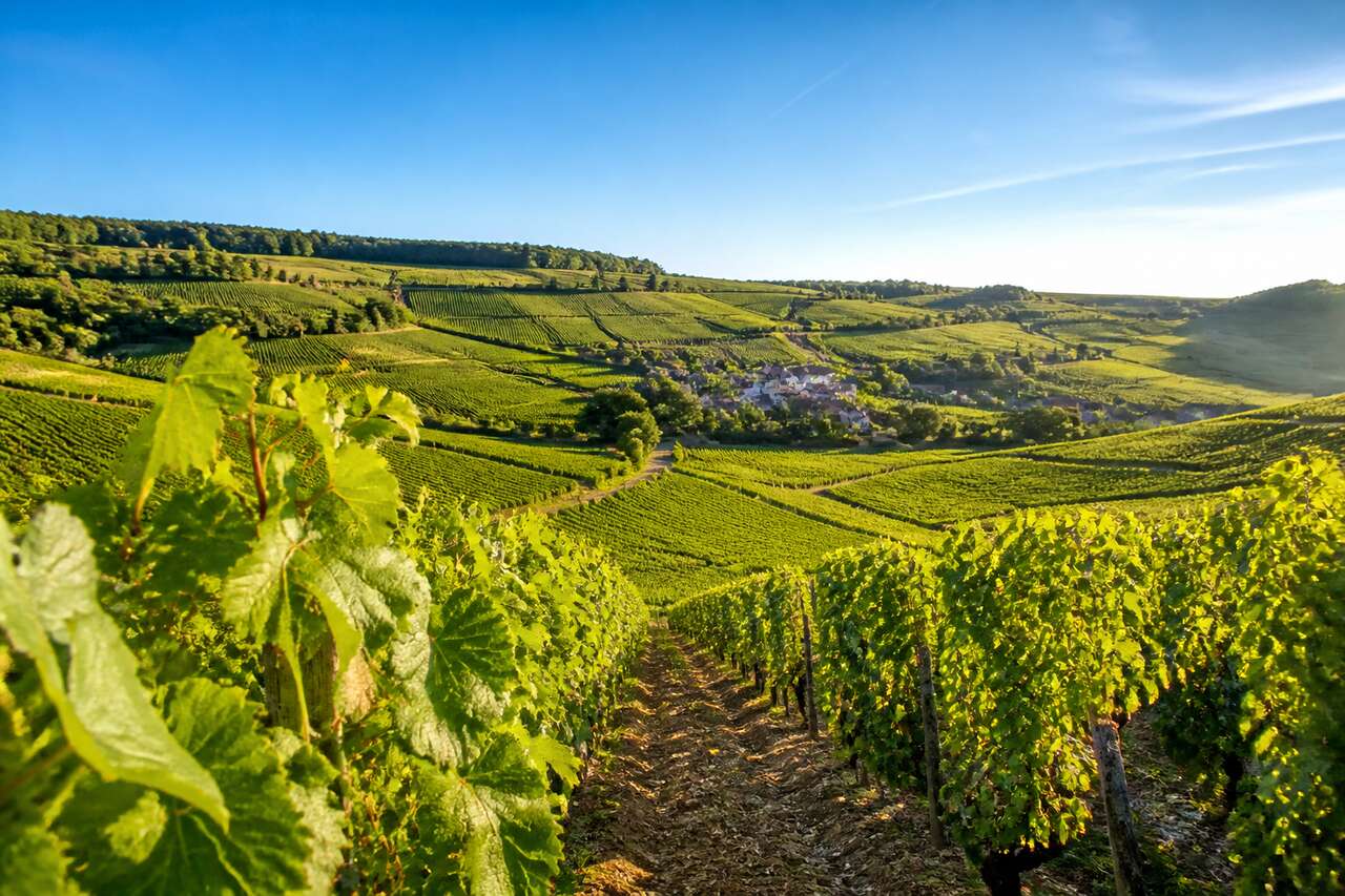 Route des vins de Bourgogne : voyage œnologique en France