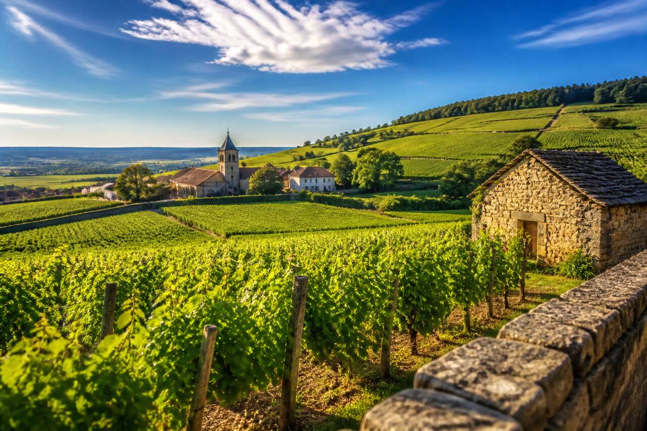 Tourisme œnologique en Bourgogne : découvrez les vignobles et terroirs