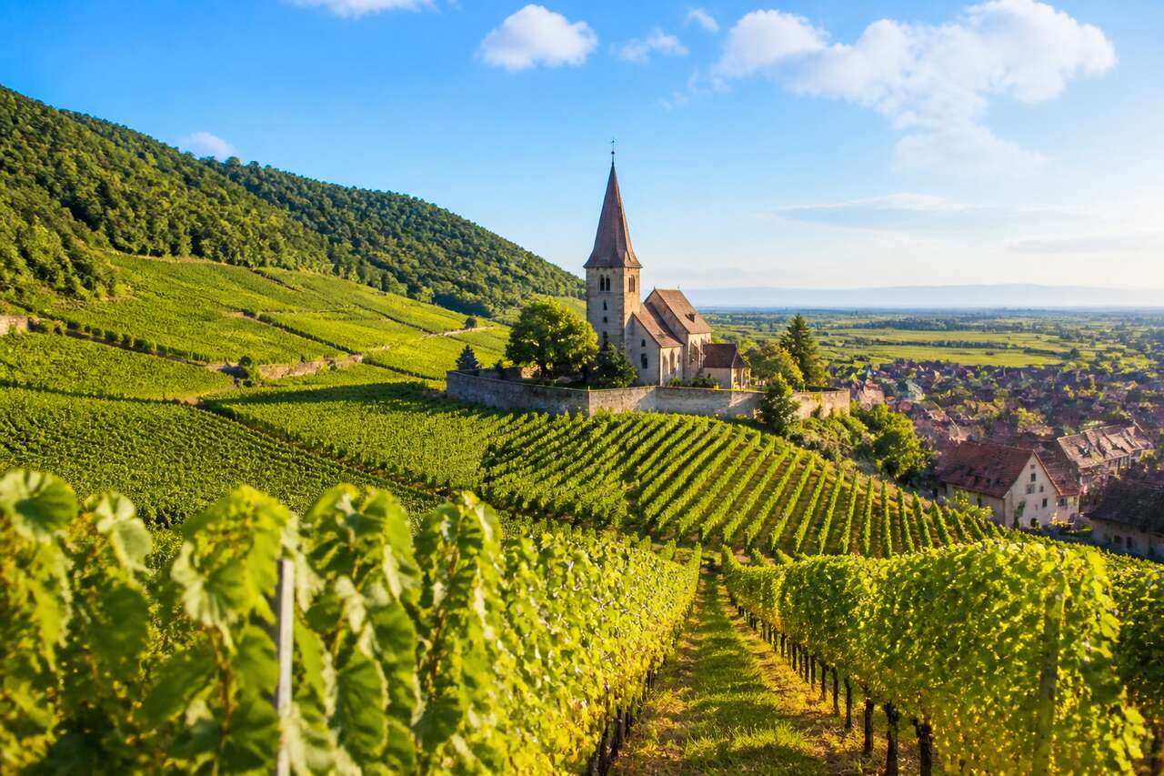 Route des vins d'Alsace : découvrez un itinéraire oenotouristique