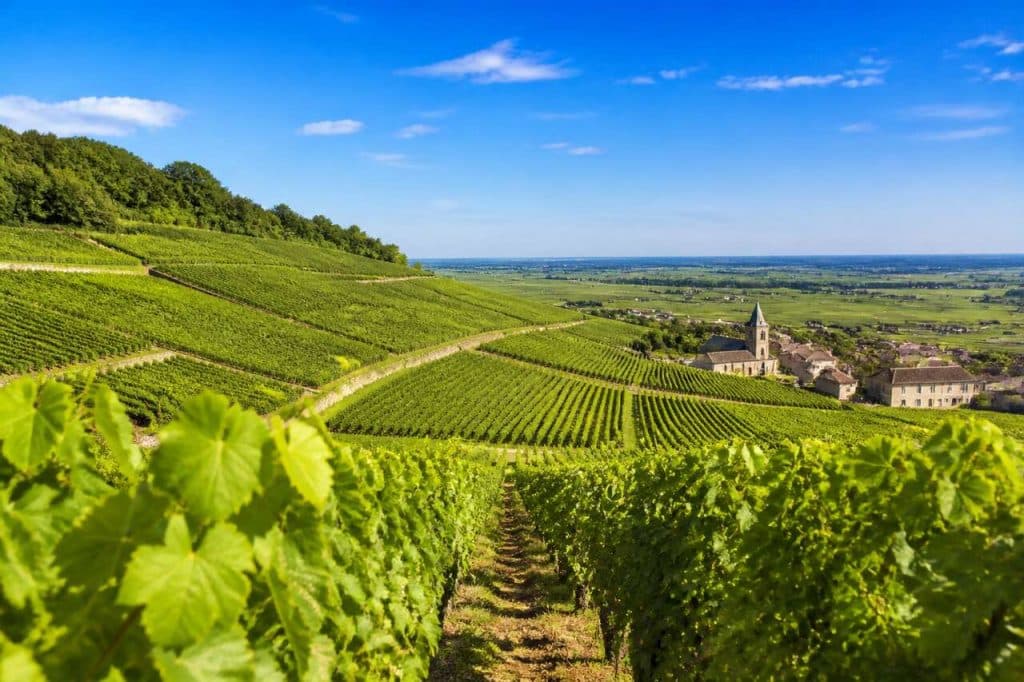 Route des vins de bourgogne : découvrez la côte de beaune