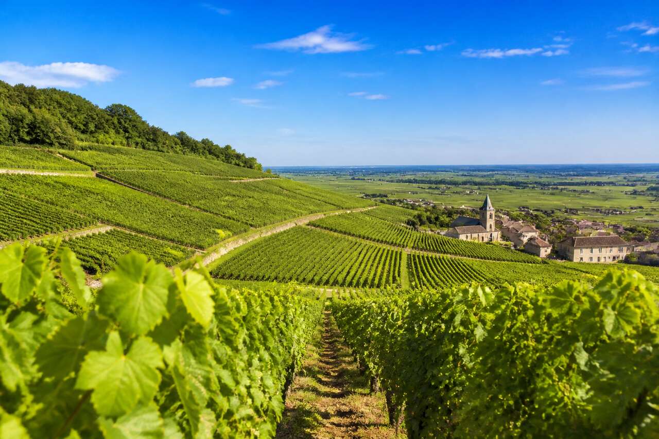 Route des vins de bourgogne : découvrez la côte de beaune